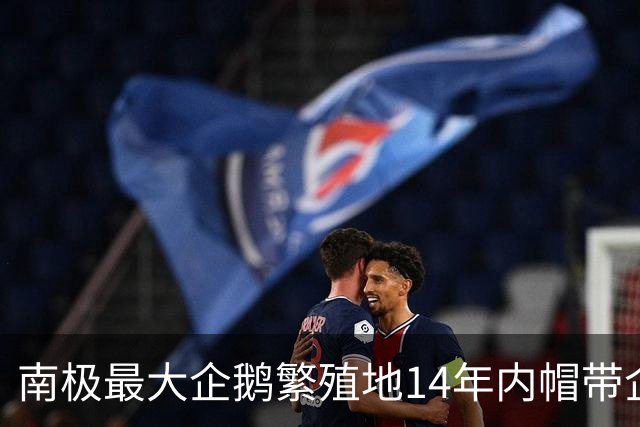 南极最大企鹅繁殖地14年内帽带企鹅锐减63%